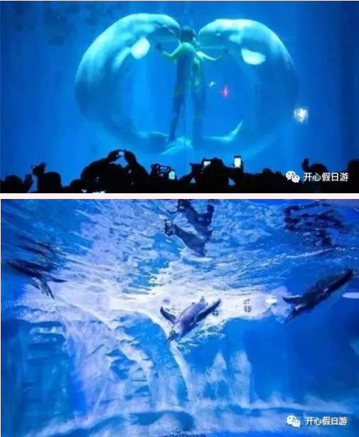 龙宫大白鲸水世界,极地海洋馆,日照纯玩两日游