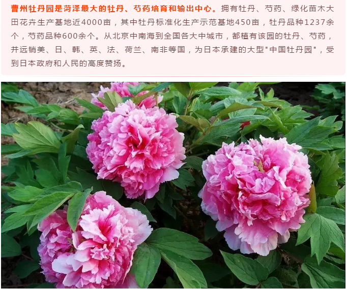 山东--菏泽曹州牡丹园赏花一日游